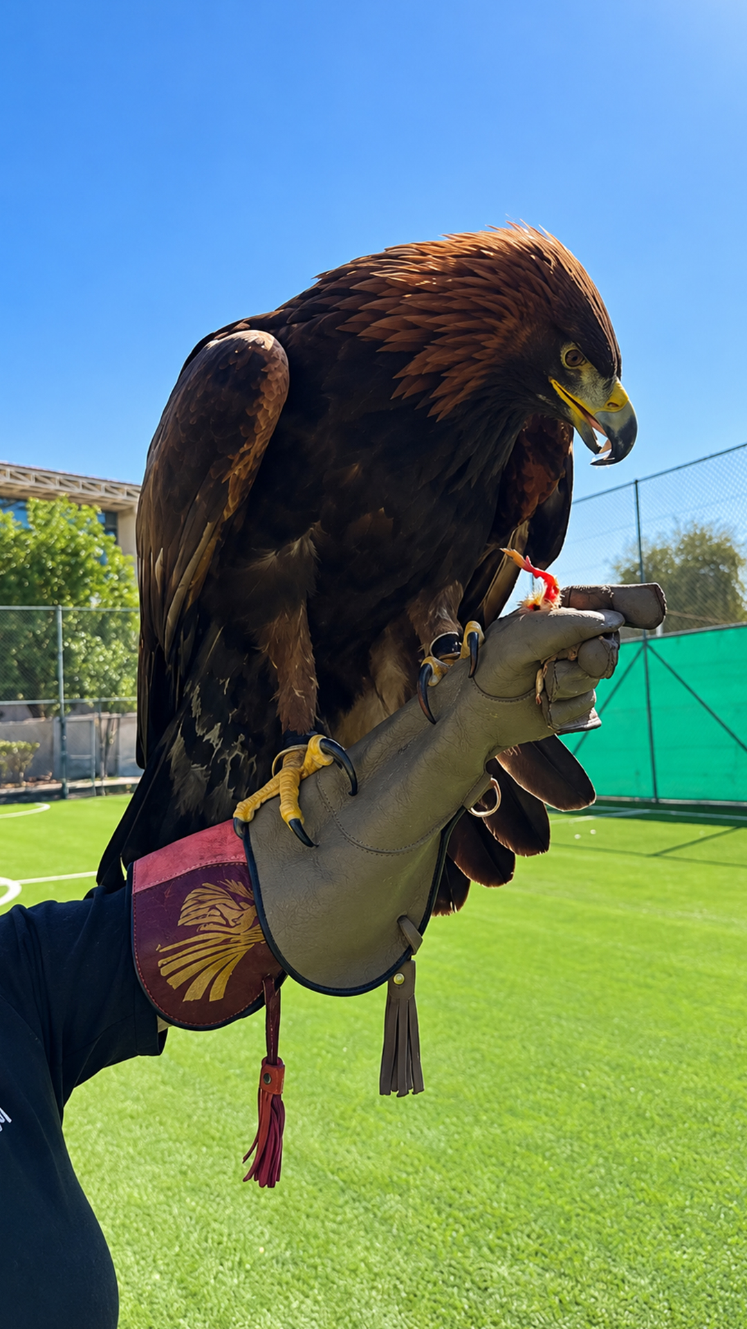 Golden eagle aerial dominance shown through speed and razor sharp focus