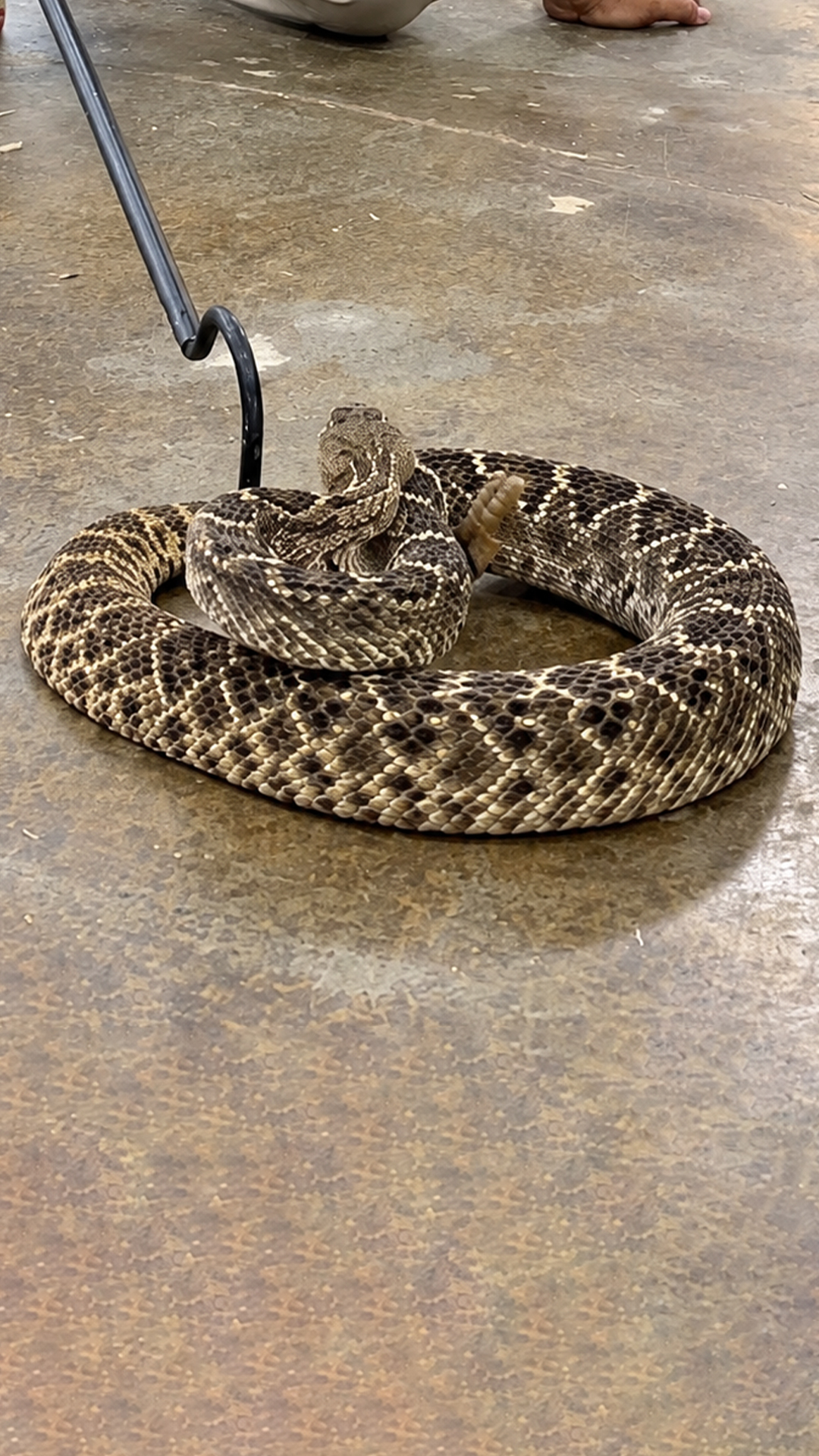 Western diamondback rattlesnake defenses demand total respect in the wild