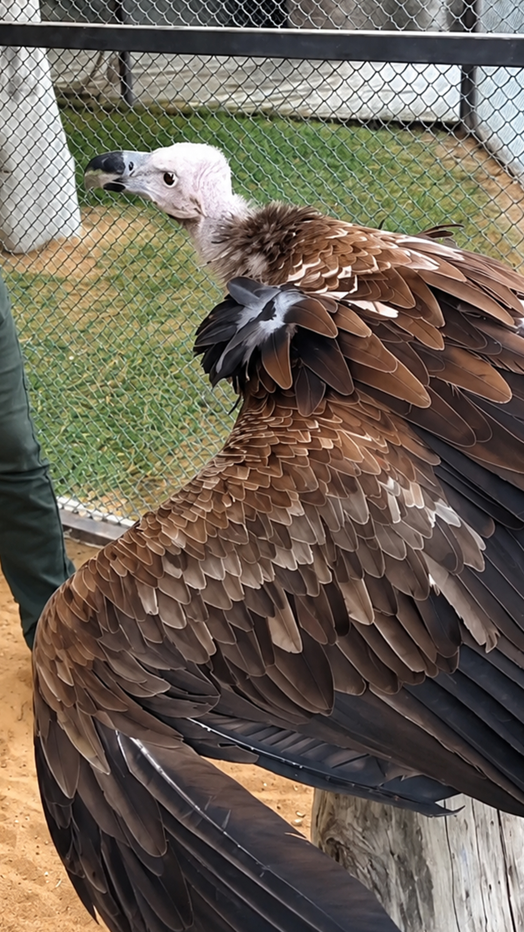 Scavenger vulture beak and talons reveal formidable predatory tools