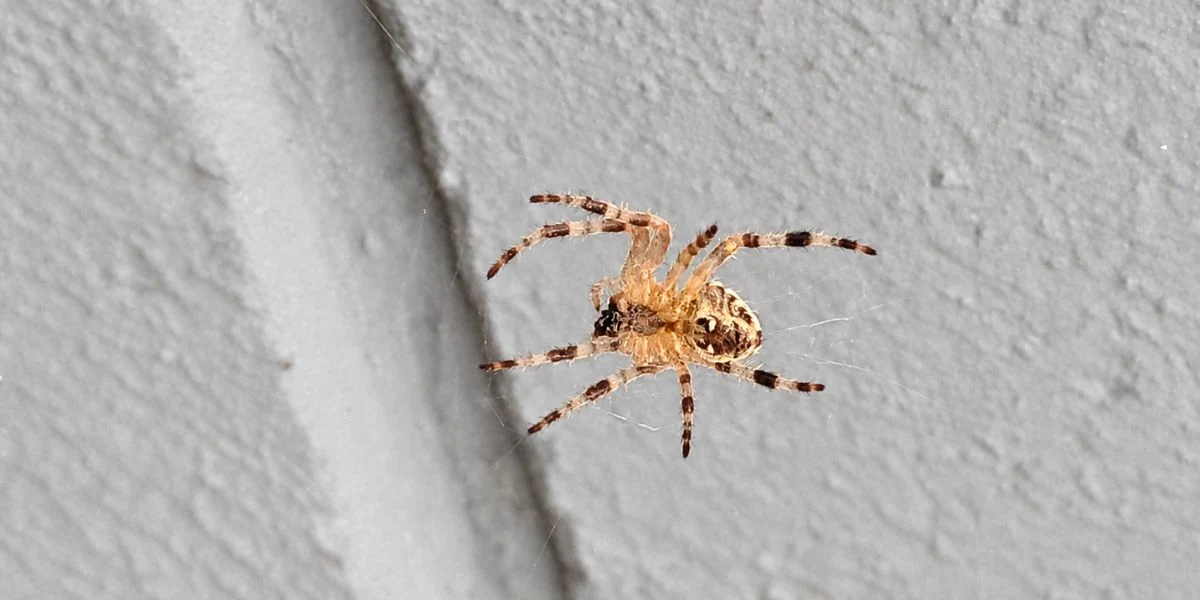 Pest expert exposes the hidden spot spiders use to breed in your home