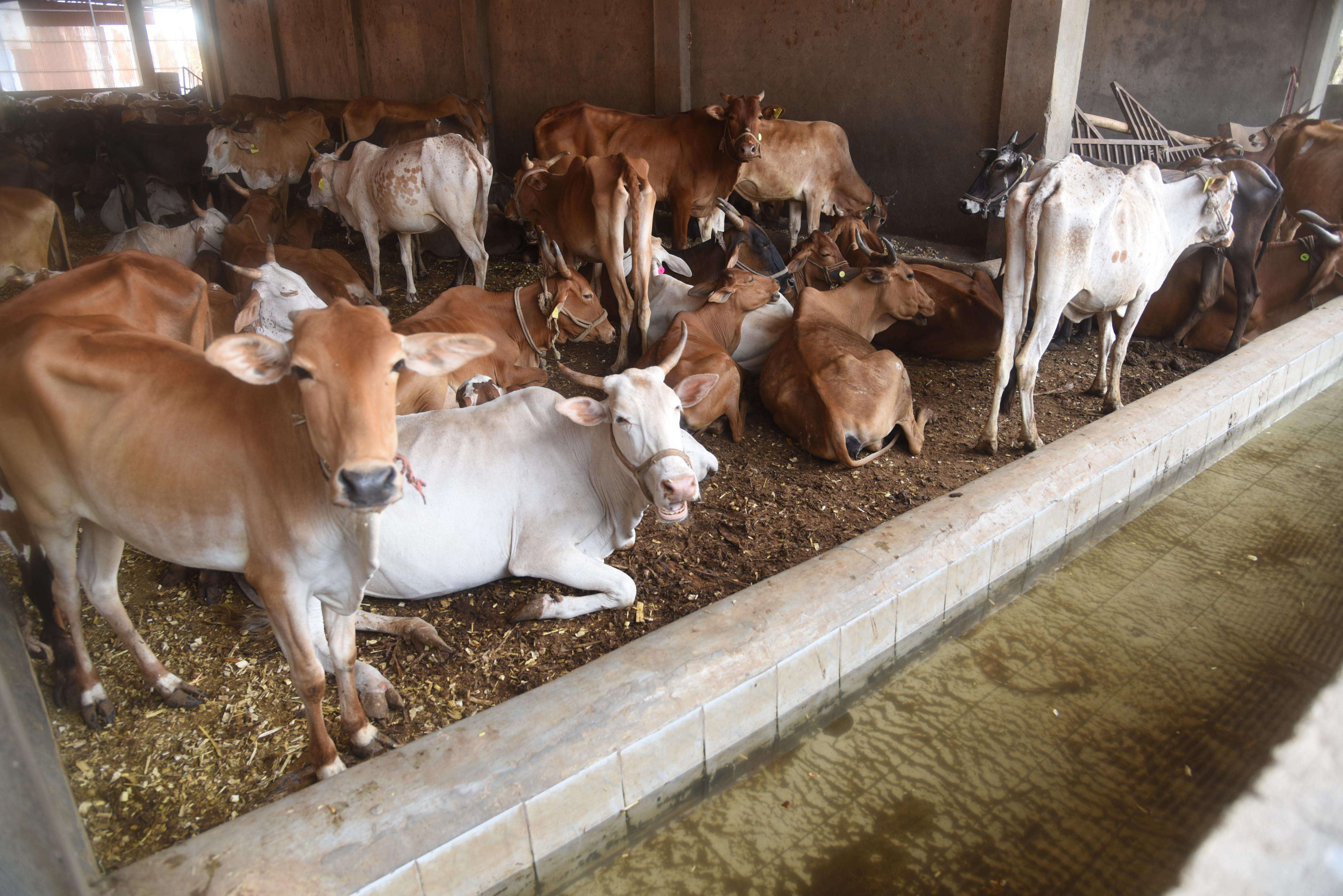 Emergency care for injured, ailing cattle on anvil