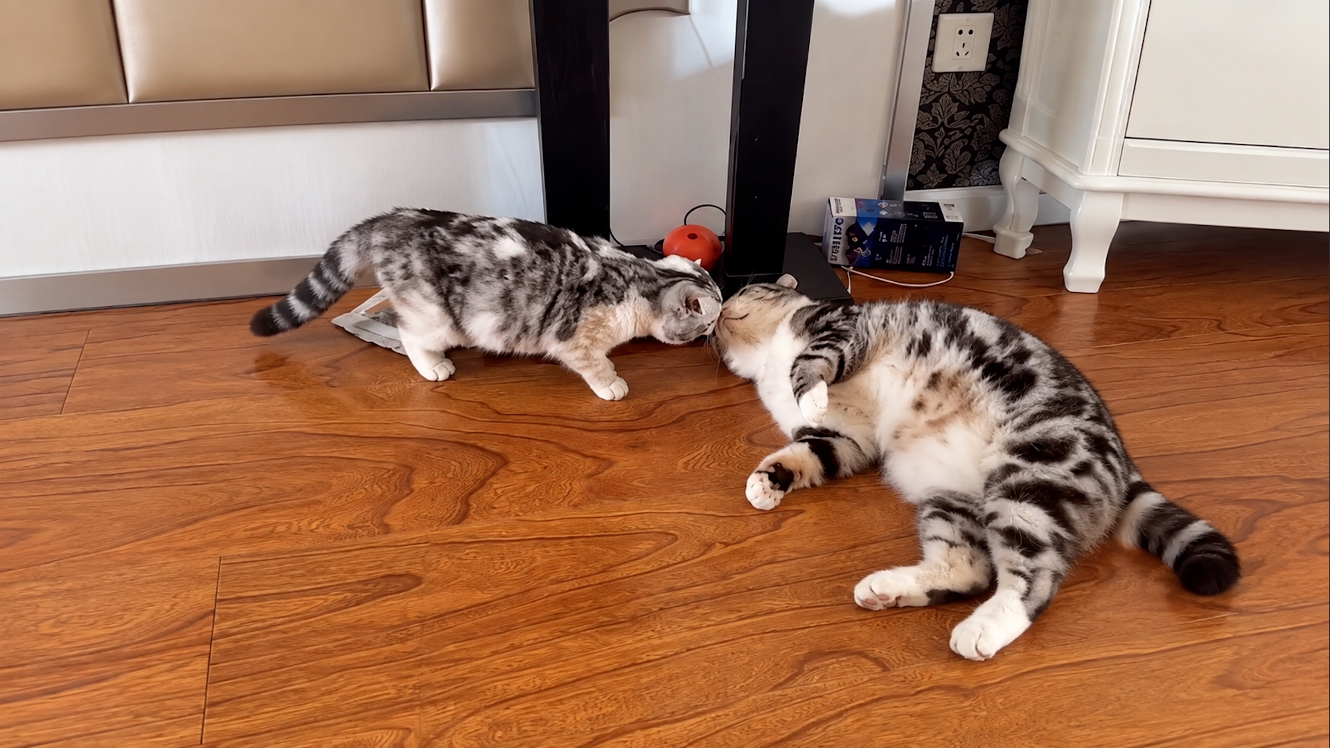 Curious cat checks on friend taking a nap