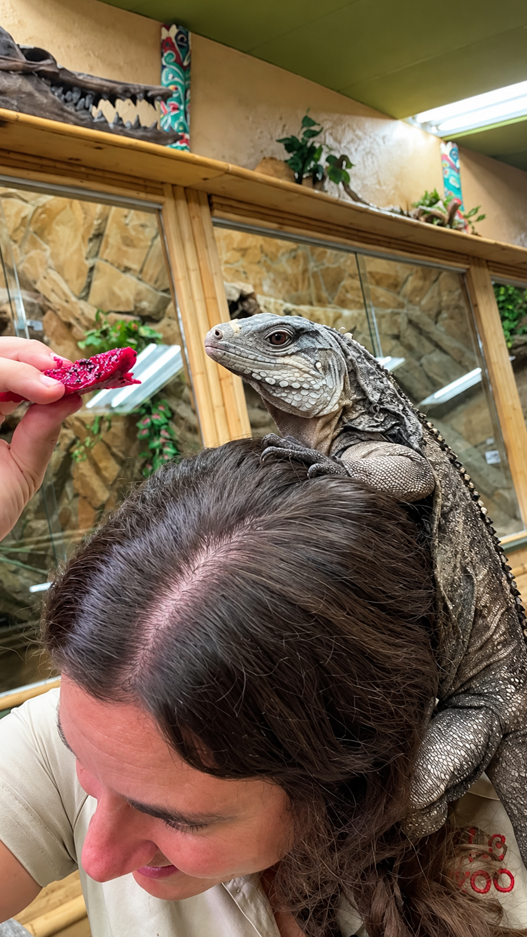 This playful iguana treats its handler like a giant climbing tree