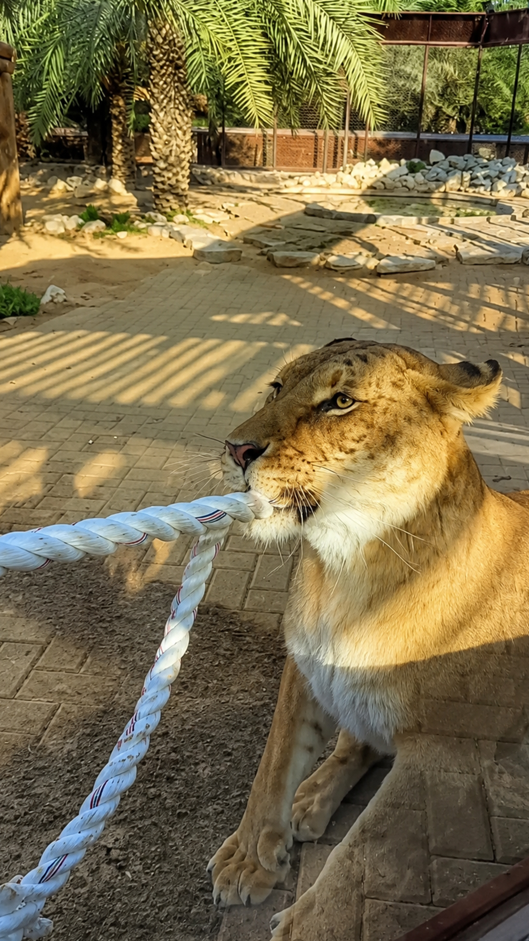 Male lion displays raw unmatched physical power in close up wildlife clip