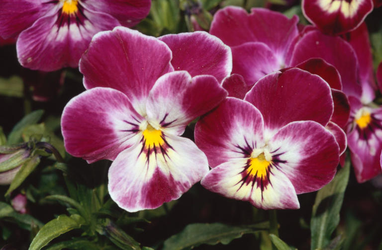 The winter-bedding plants to buy now before they sell out