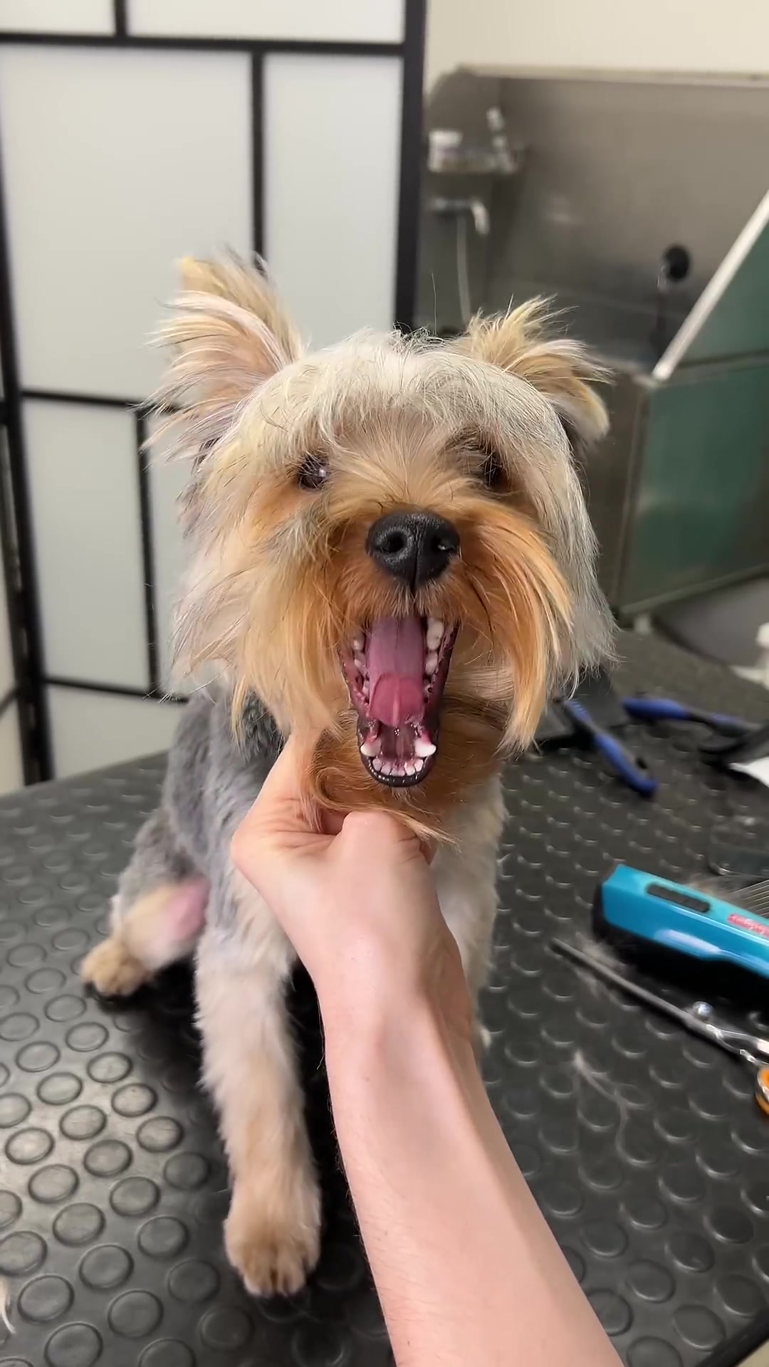 Yorkie face transformation: step-by-step small dog grooming tutorial