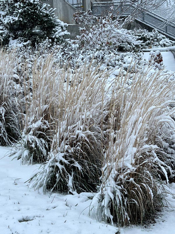 Ornamental grasses add year-round color to central Ohio yards