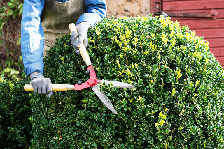 Box tree moth threatens New Jersey's beloved boxwoods