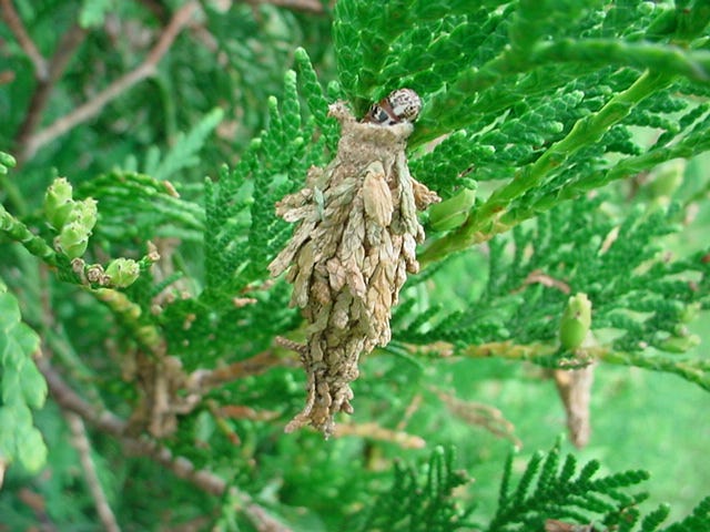 Expert tips for tree roots and bagworm control