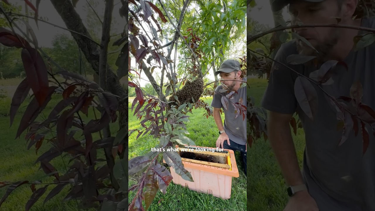 We caught a wild swarm without our bee suits