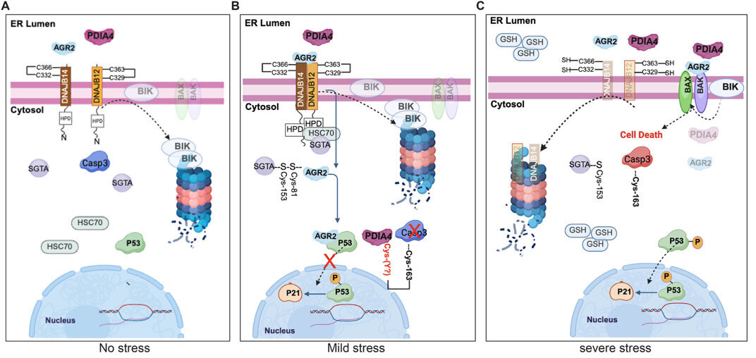 Molecular 'self-destruct' switch discovered: How stressed cells decide ...