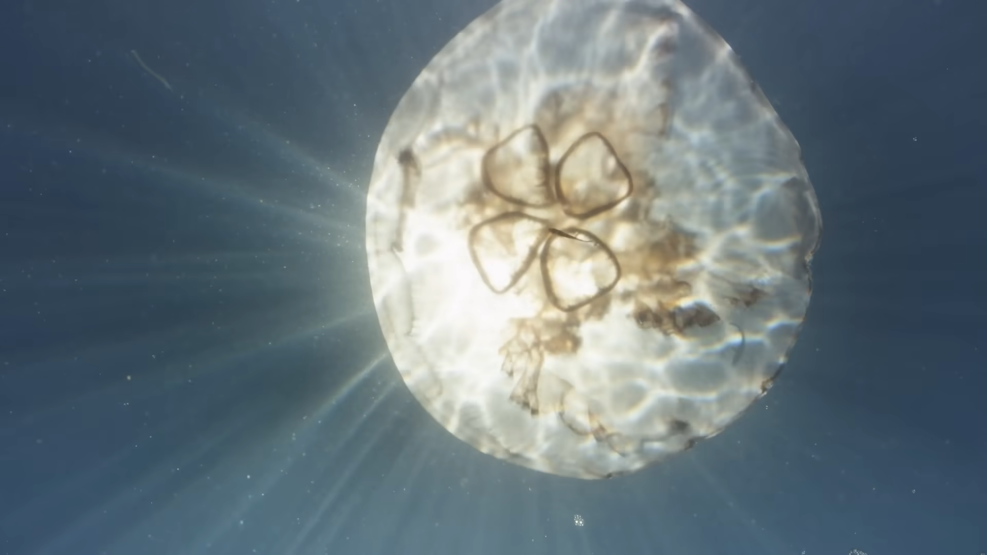 This jellyfish was facing death - 36 hours later it had reset its ...