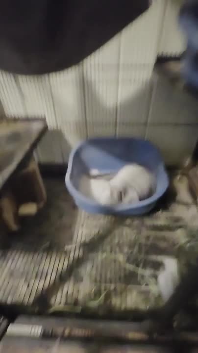 Chinchilla rolls around in dust to stay clean