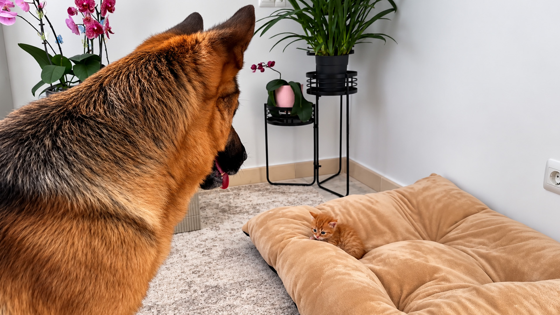 A tiny kitten claims the German shepherd’s favorite spot