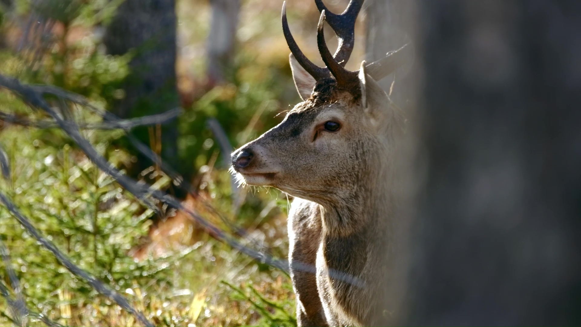 Red deer stag captured in warm autumn forest light