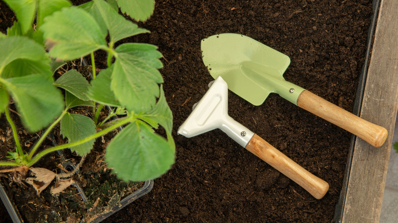9 useless gardening products you should honestly avoid buying according ...