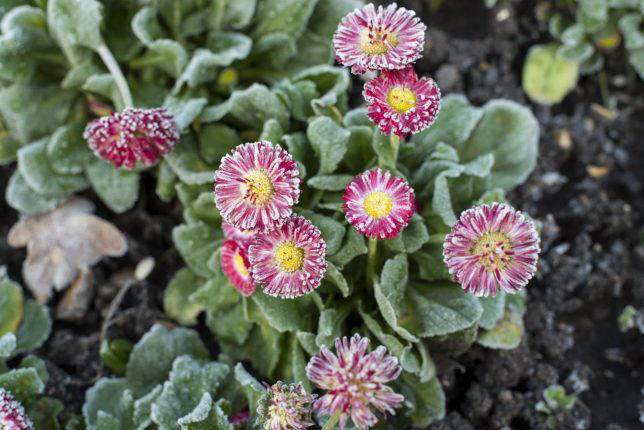The winter-bedding plants to buy now before they sell out