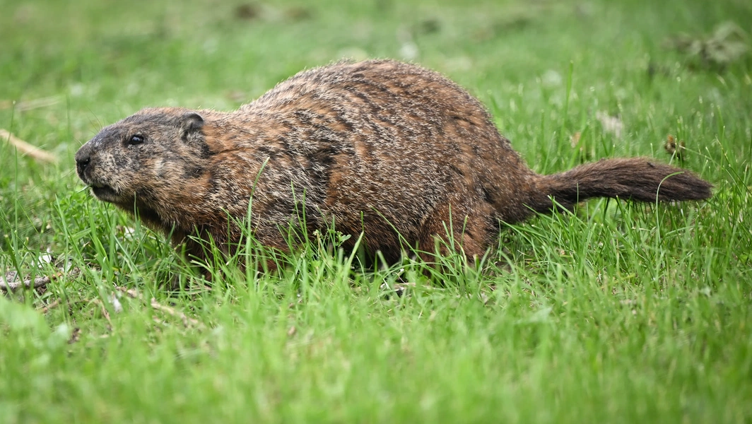 Groundhog-proof your garden and home