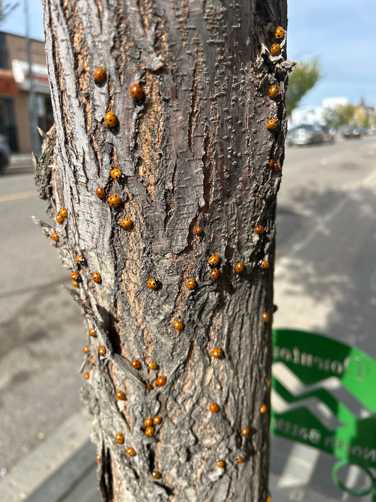 Seeing spots: Saskatchewan experiencing ladybug boom