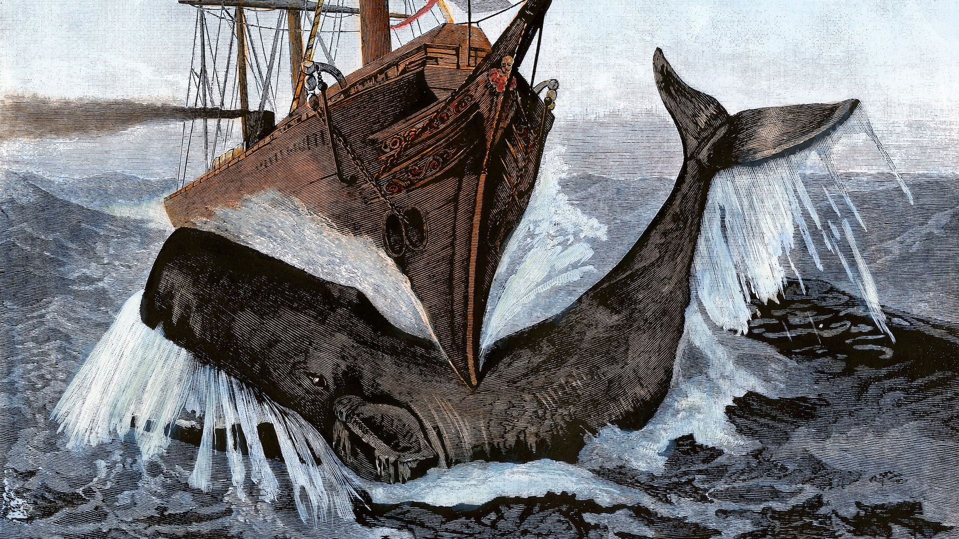 A mysterious organ in the sperm whale's head gives it the power to sink ...