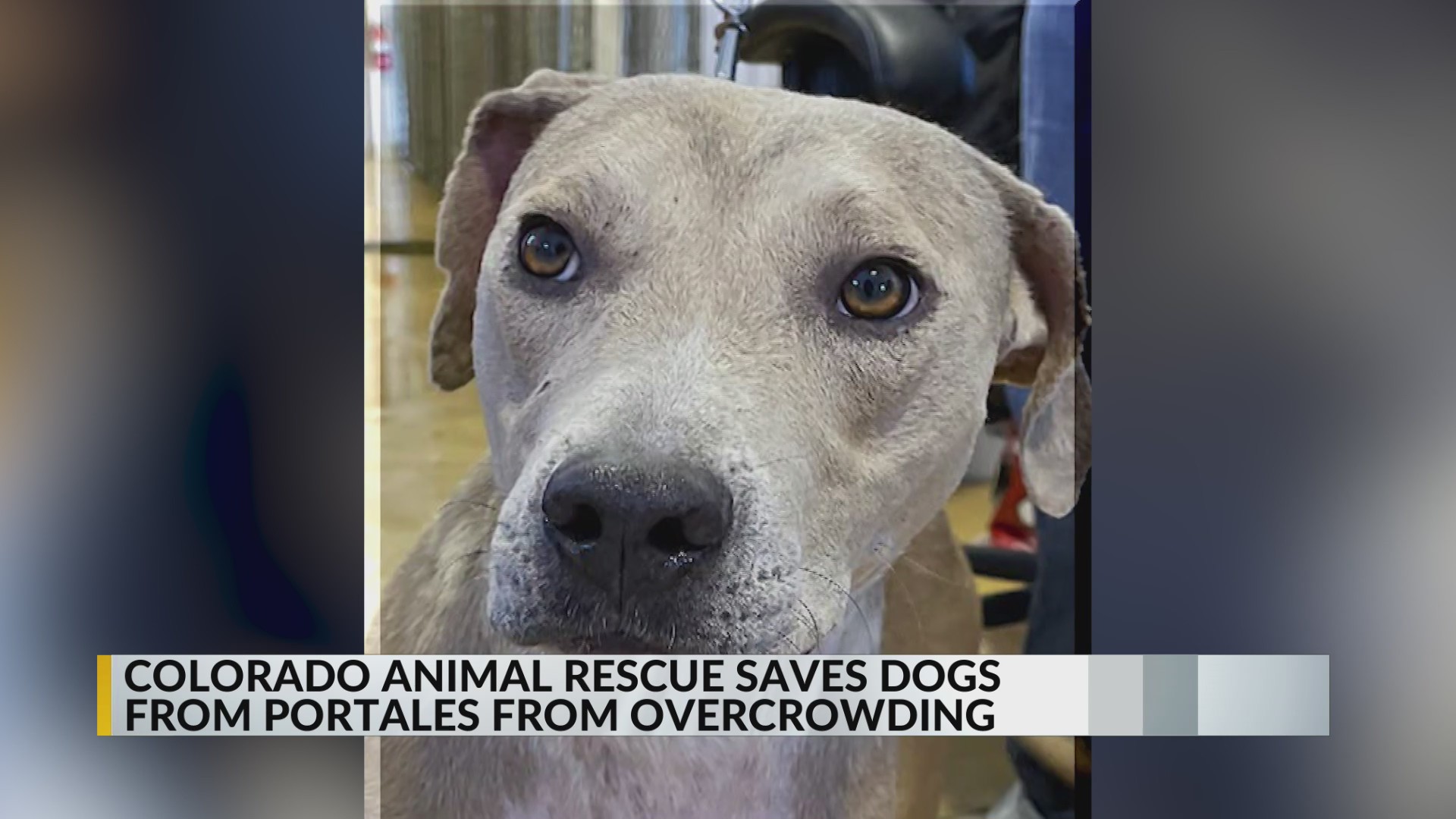 Colorado animal rescue saves dogs in Portales