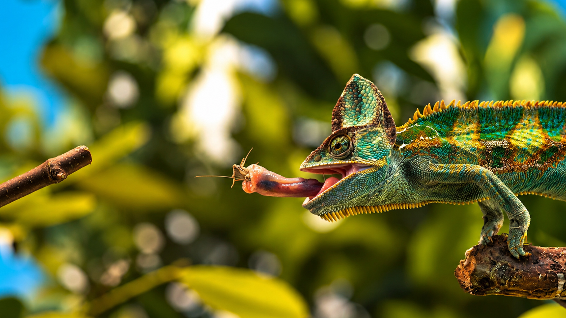 Chameleon strikes its prey with a lightning fast tongue
