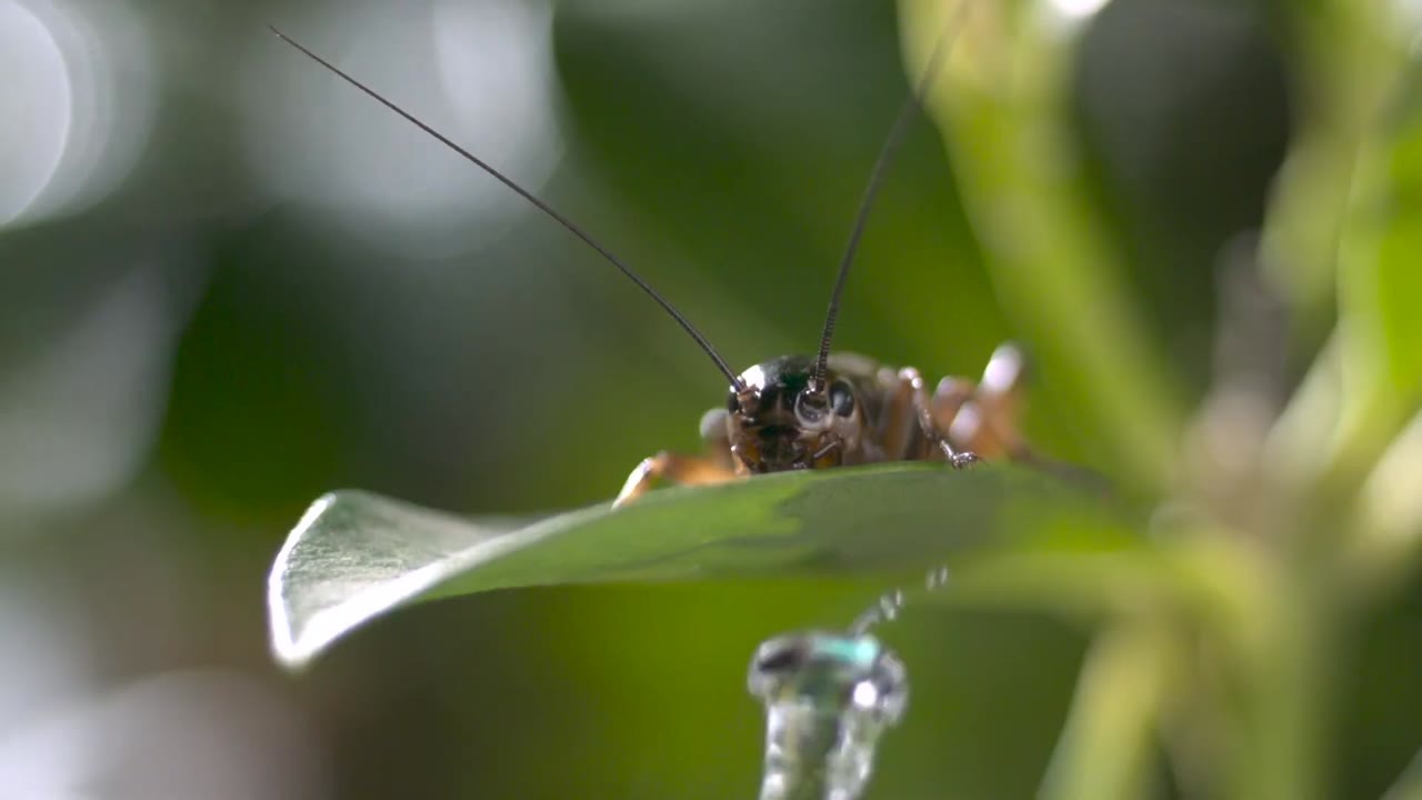 A beetle was swallowed alive - 107 minutes later it escaped the ...