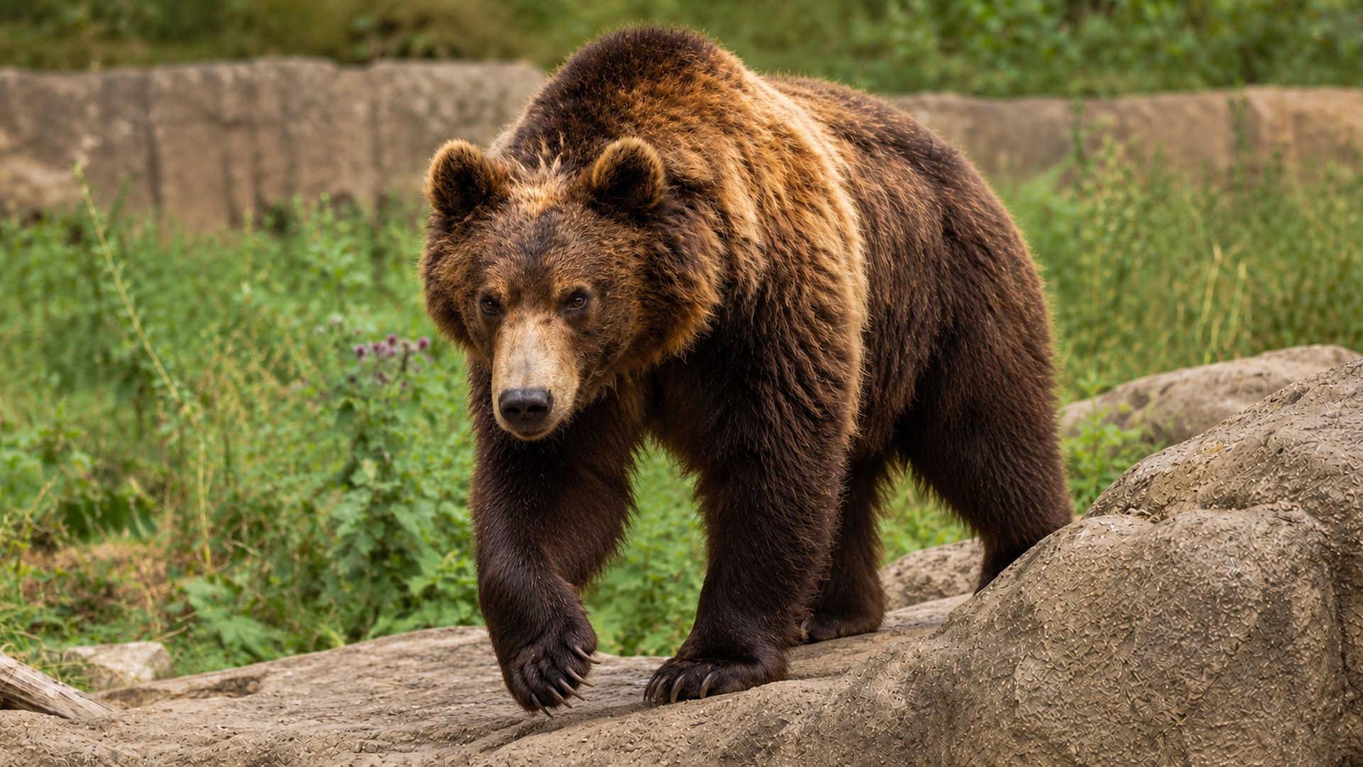 hidden-camera-captures-a-brown-bear-navigating-rocky-terrain-between