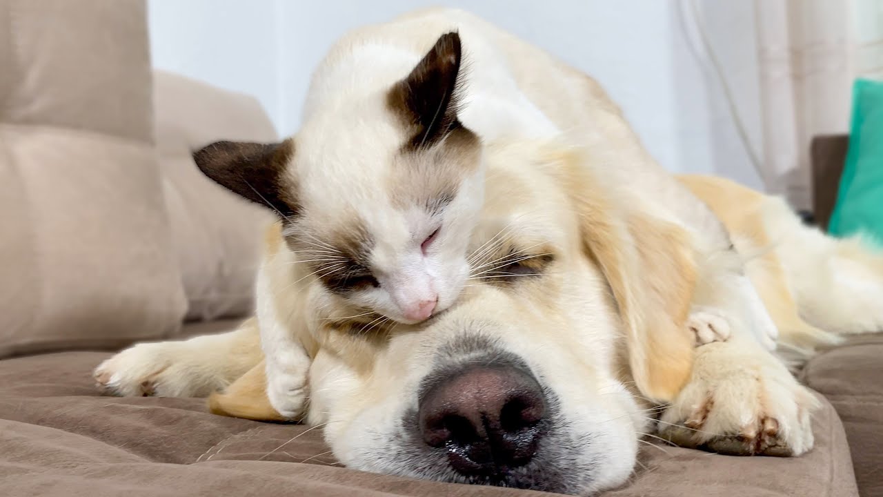 Tiny kitten claims golden retriever as bed