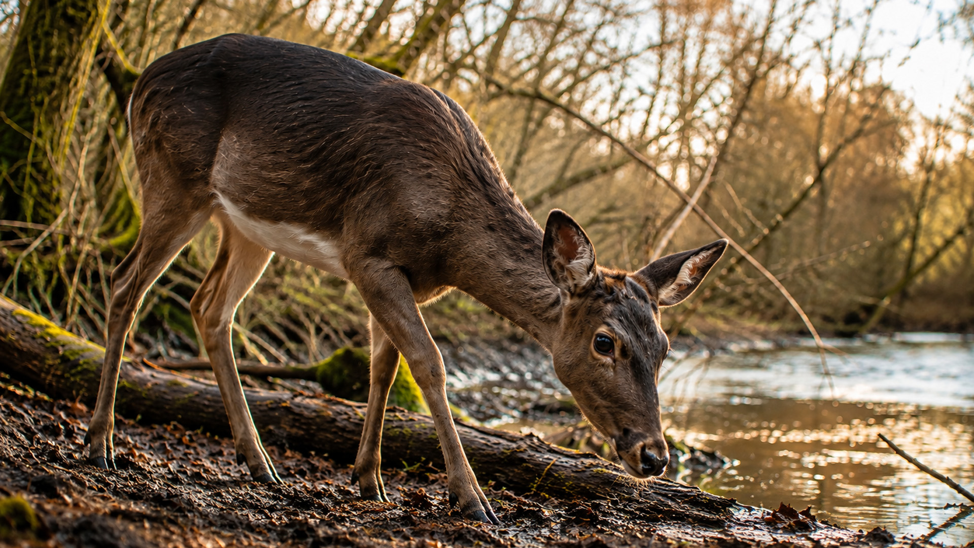 Camera trap captures a deer exploring a quiet riverbank at golden hour