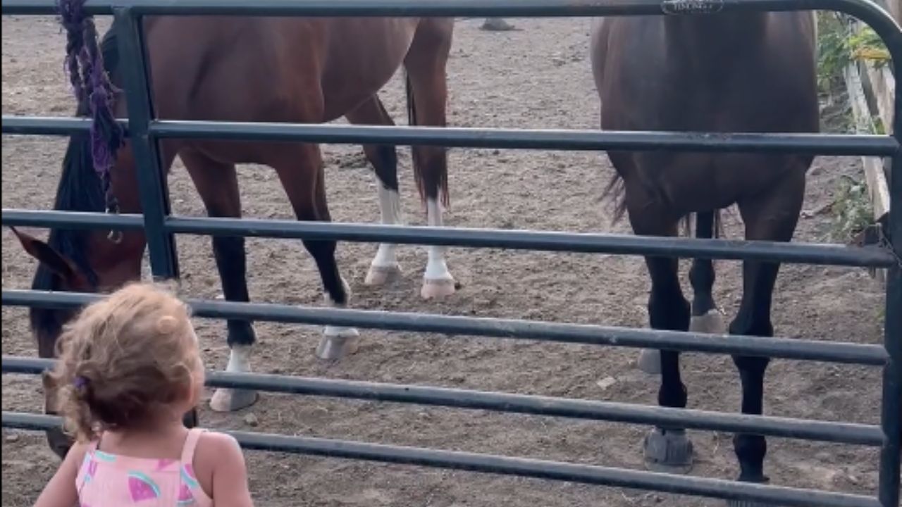 Touching footage captures horse supporting child's dance at barn