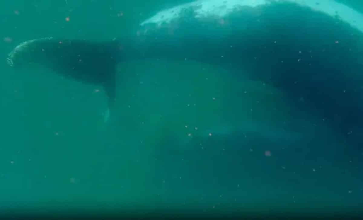 Filmed off Australia: A humpback whale mother’s repeated dives to her ...