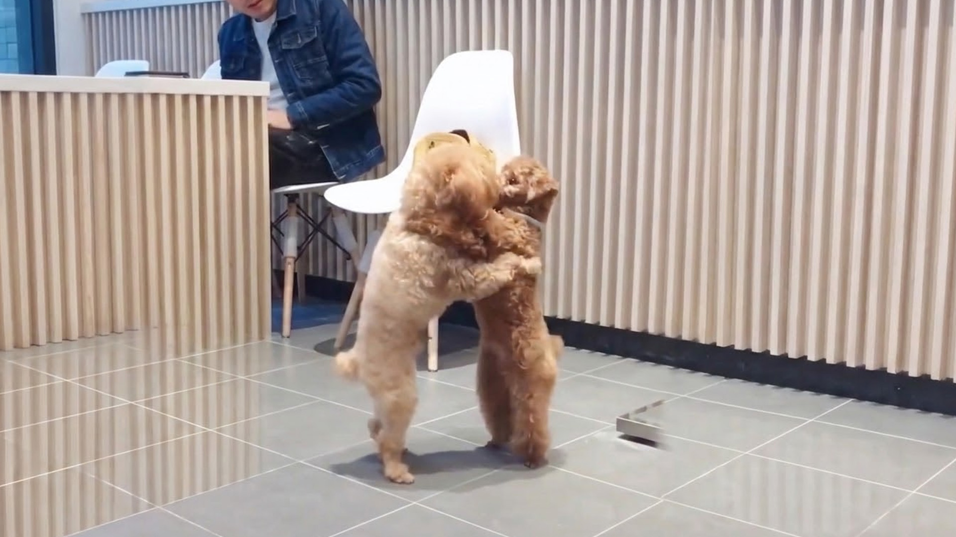 Two tiny dogs turned the floor into a dance stage