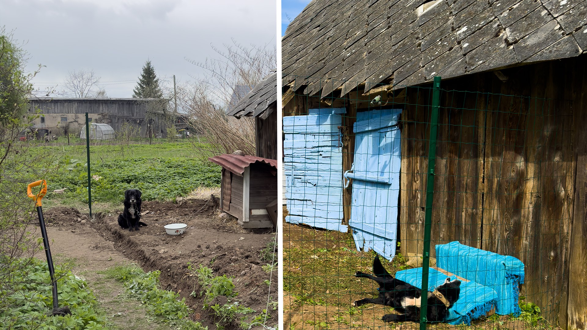How a custom aviary build completely changed one dog’s world