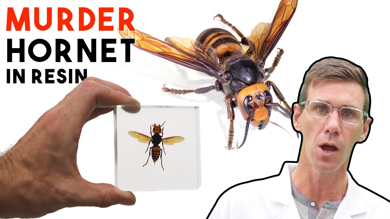 Create stunning murder hornet art