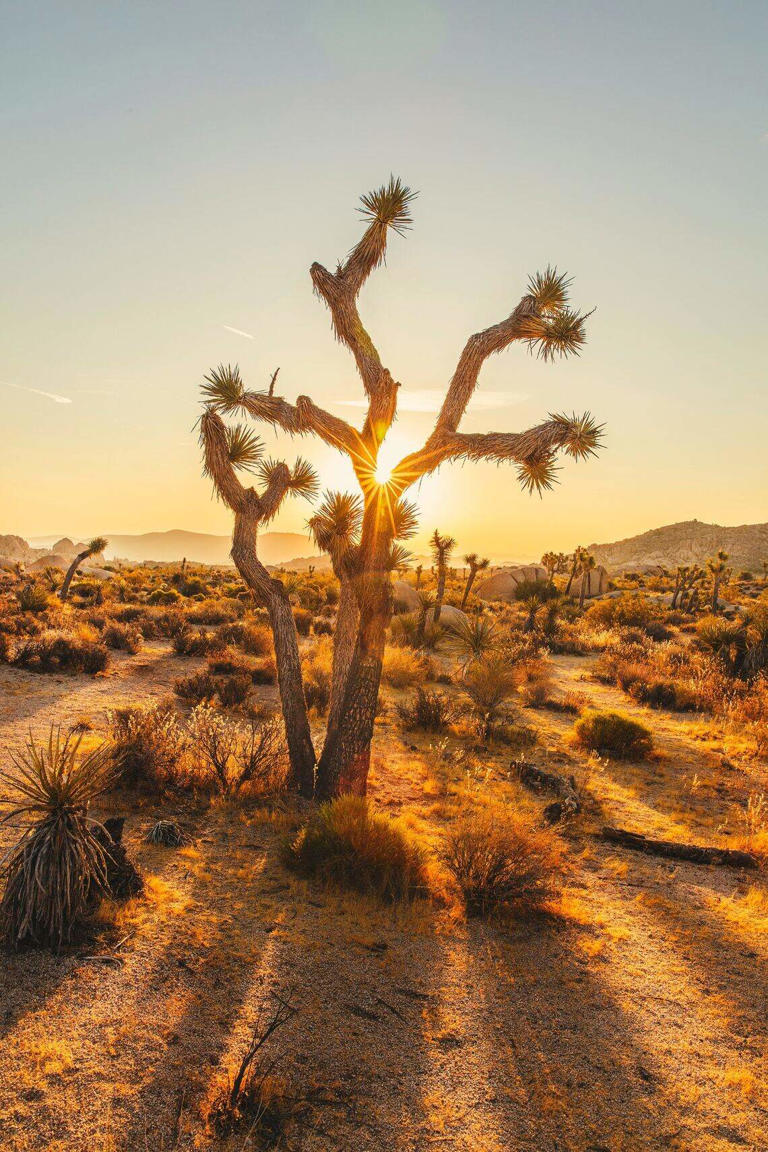 where-are-the-most-beautiful-campgrounds-in-california-see-where-to-stay