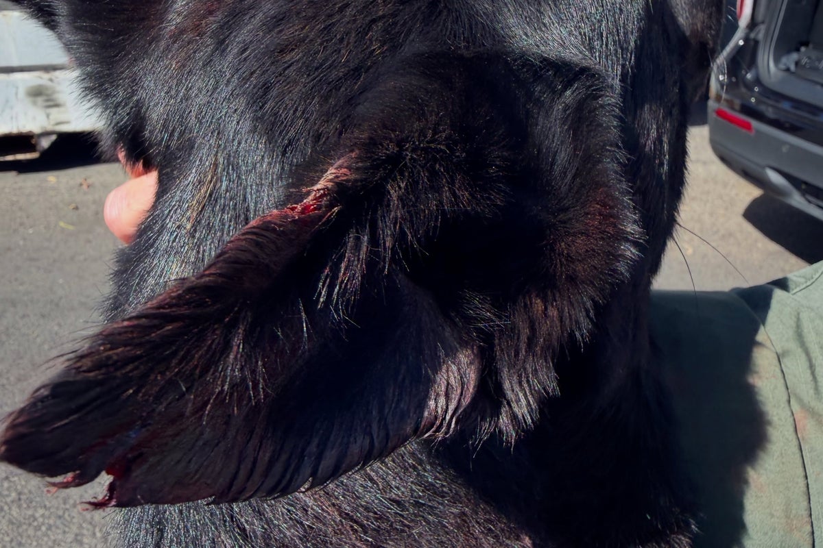 Armed suspect bites off piece of police dog's ear in California