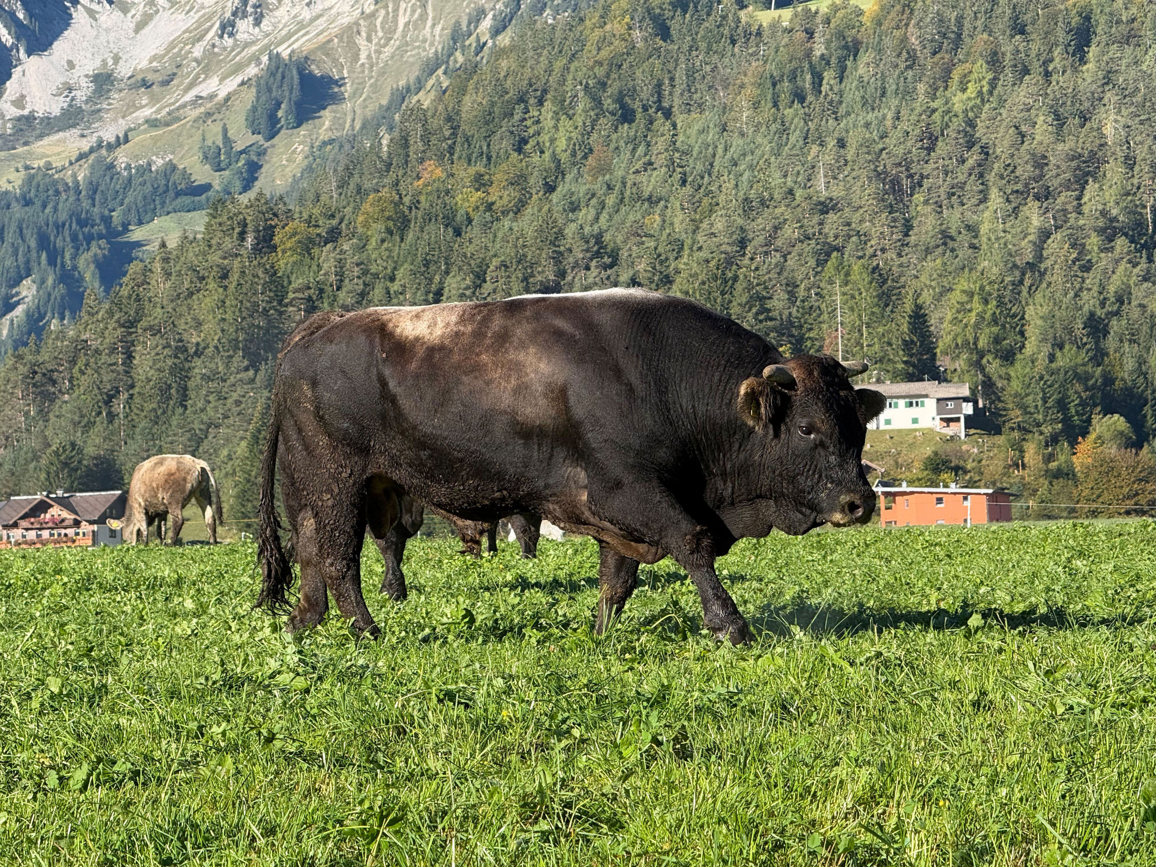 Stier schleudert Landwirt auf Weide durch die Luft