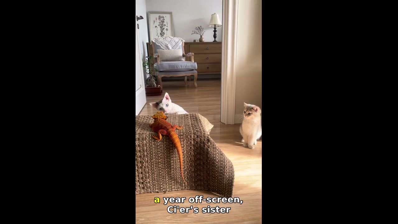 Cat and lizard encounter in Beijing