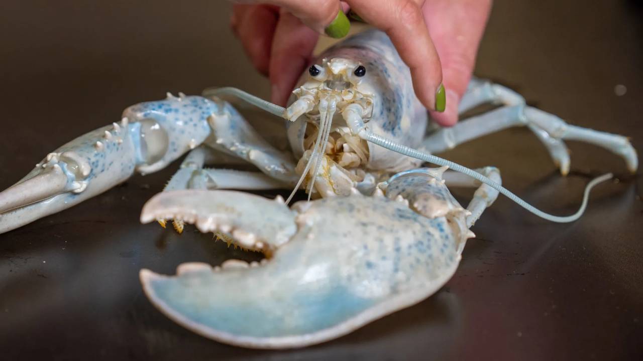 Meet Casper: The rare white ghost lobster found in 1 in 100 million now ...