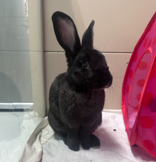 'Gentle, curious' bonded male bunnies, Fiver and Pipkin, ready for ...