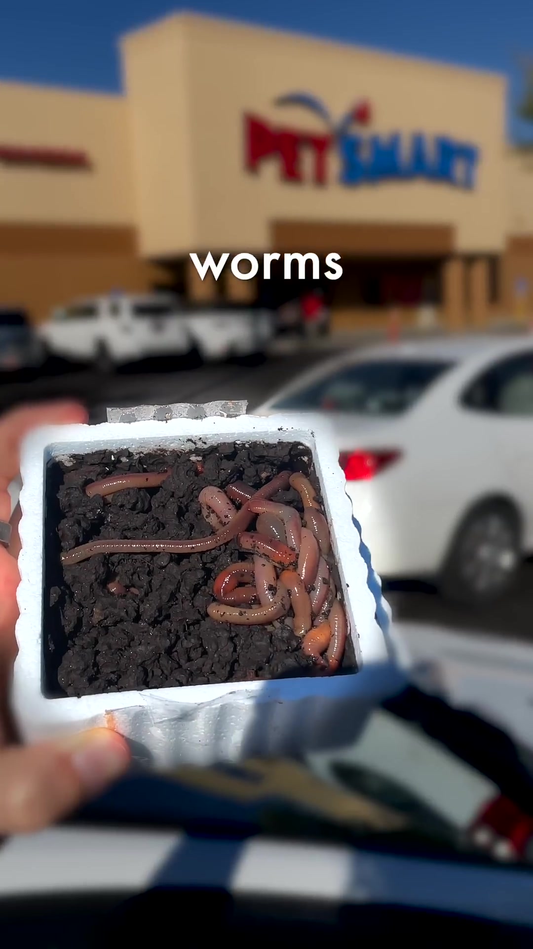 Saving worms from the reptile store