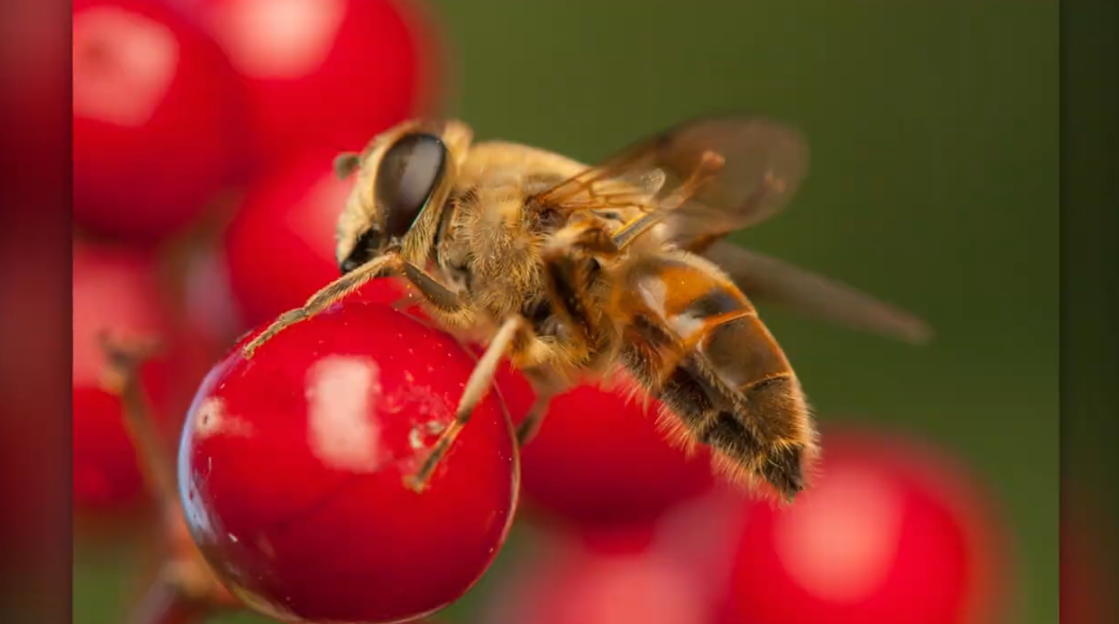 7 amazing colors you can find on different bee species