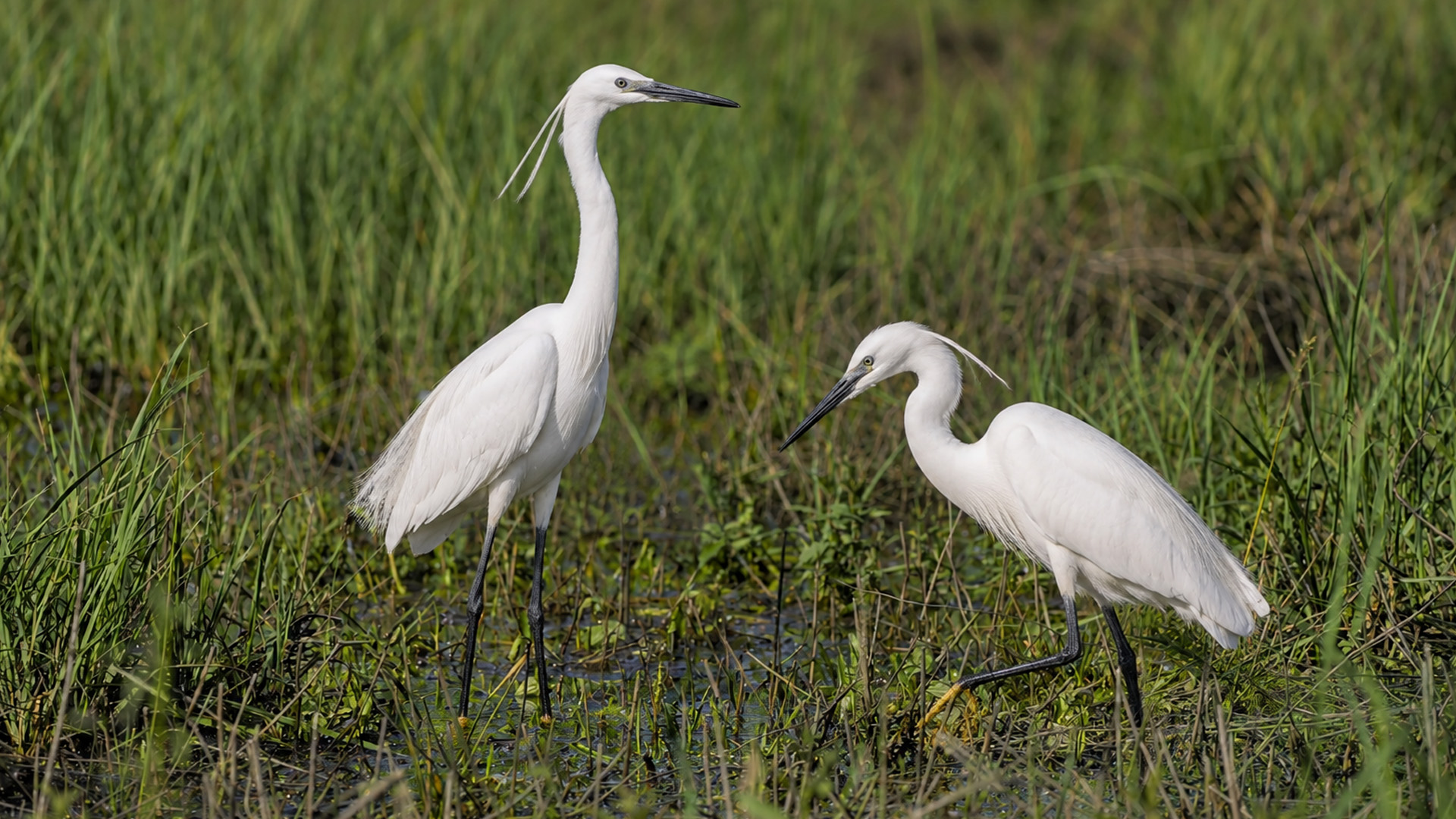 Hidden camera captures two white egrets hunting through a shallow wetland