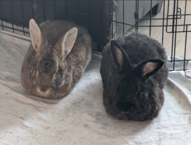 'Gentle, curious' bonded male bunnies, Fiver and Pipkin, ready for ...