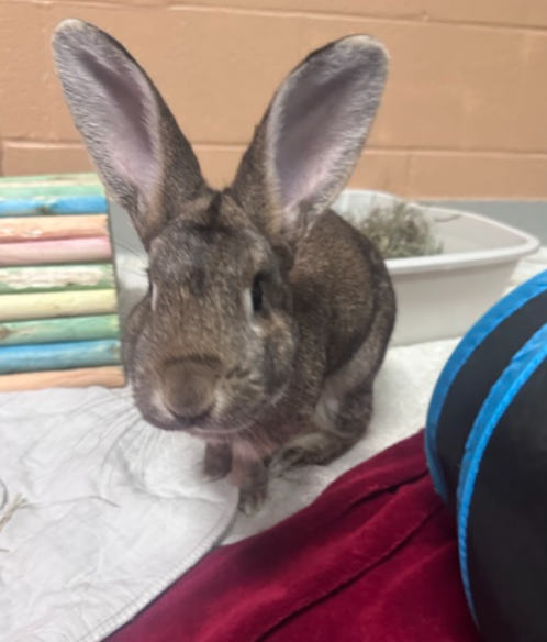 'Gentle, curious' bonded male bunnies, Fiver and Pipkin, ready for ...