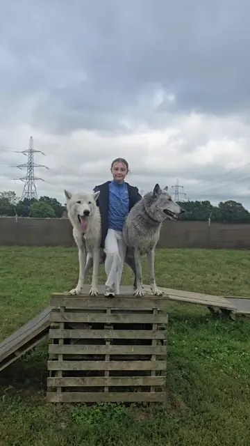 Young handler coaxes calm wolves into a howl