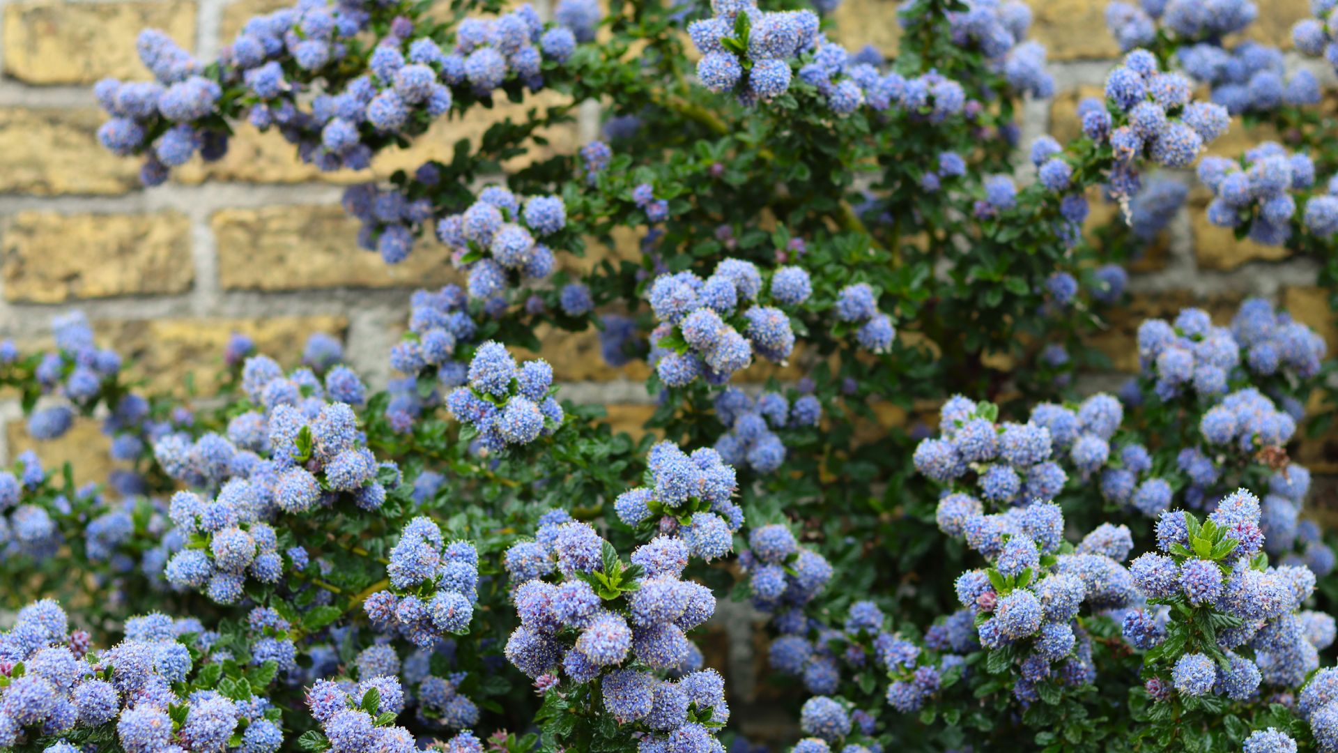 Want more privacy next year? Plant these 6 hedges in fall for natural ...