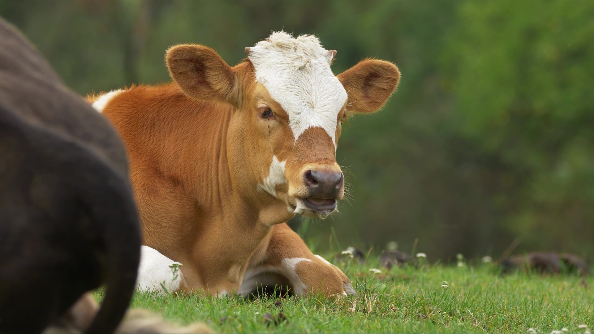 Relaxed cattle enjoy a quiet day in the countryside
