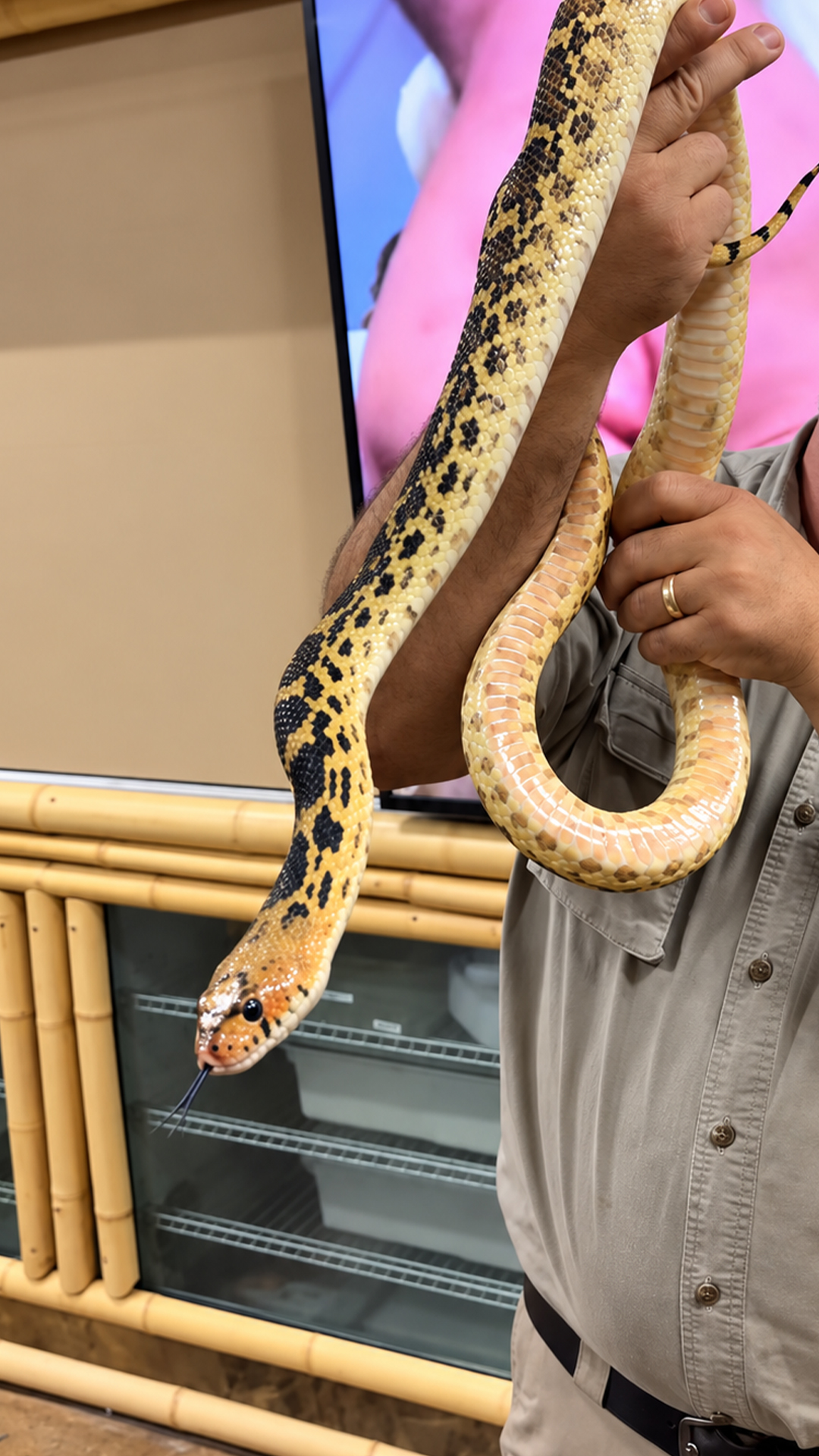 Bull snake looks dangerous but is completely harmless
